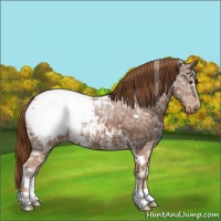Horse Color:White Spotted Chestnut Ice Appaloosa 