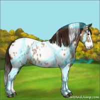 Horse Color:Thunderstruck Bay Dun Sabino Splash Tobiano Appaloosa Rabicano