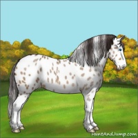 Horse Color:Bay Dun Sabino Splash Near Leopard 
