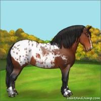 Horse Color:Bay Sabino Appaloosa