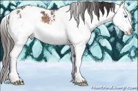 Horse Color:Buckskin Sabino Splash Appaloosa 