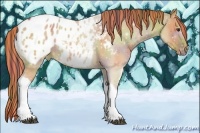 Horse Color:Painted Nacre Red Dun Tobiano Appaloosa 