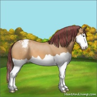 Horse Color:Painted Buckskin Splash Appaloosa 