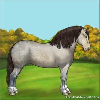 Horse Color:Bay Ice Dun Appaloosa 