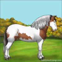 Horse Color:Bay Splash Tobiano Appaloosa