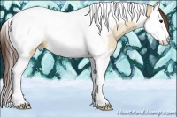 Horse Color:Bay Dun Sabino Splash Tobiano Appaloosa