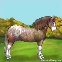Horse Color:Nacre Chestnut Ice Splash Appaloosa 