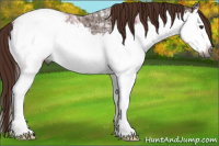 Horse Color:Gray Chestnut Ice Splash Appaloosa 