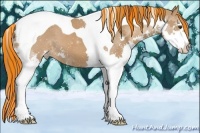 Horse Color:Painted Chestnut Splash Tobiano Appaloosa 