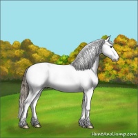 Horse Color:Buckskin Ice Sabino Splash Appaloosa