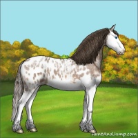 Horse Color:Buckskin Ice Sabino Splash Appaloosa