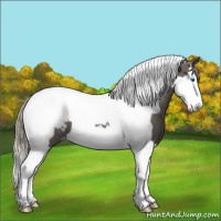 Horse Color:Silver Black Splash Tobiano Appaloosa