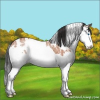 Horse Color:White Spotted Bay Ice Splash