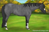Horse Color:Blue Roan 