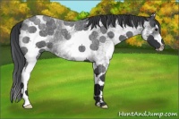 Horse Color:White Spotted Blue Roan 