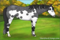 Horse Color:Blue Roan Splash Frame 