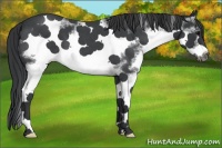 Horse Color:White Spotted Blue Roan Frame 