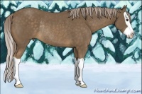 Horse Color:Chocolate Palomino Splash Rabicano 