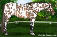 Horse Color:Buckskin Near Leopard 
