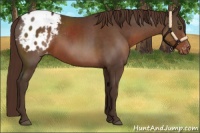 Horse Color:Liver Chestnut Sabino Appaloosa