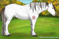 Horse Color:Bay Roan Dun Appaloosa