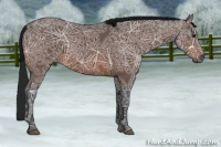 Horse Color:Gray Bay Ice 