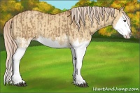 Horse Color:Red Dun Splash  and Palomino Dun Splash 