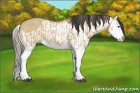 Horse Color:Palomino Dun Splash  and Buckskin Dun Splash 