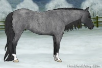 Horse Color:Blue Roan 