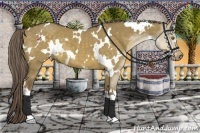 Horse Color:White Spotted Chocolate Palomino Dun 