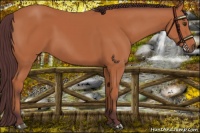 Horse Color:Chocolate Bay 