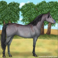Horse Color:Bay Dun Brindle 