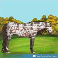 Horse Color:Liver Chestnut Ice 