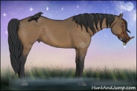 Horse Color:Brown Dun 