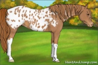 Horse Color:Chestnut Appaloosa
