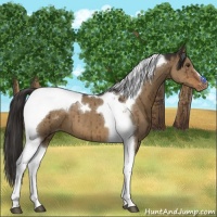 Horse Color:Liver Red Dun Tobiano Varnish Brindle