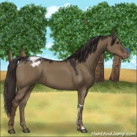 Horse Color:Liver Red Dun Appaloosa 