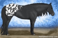 Horse Color:Black Appaloosa