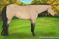 Horse Color:Buckskin Roan 