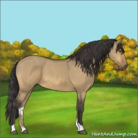 Horse Color:Buckskin Dun 