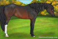 Horse Color:Brown 