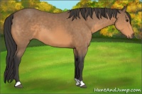 Horse Color:Buckskin 