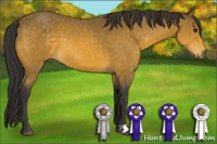 Horse Color:Buckskin