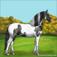 Horse Color:White Spotted Black Tobiano 