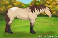 Horse Color:Bay Roan Dun Appaloosa 