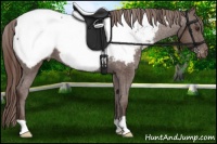 Horse Color:Liver Chestnut Appaloosa 