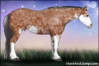 Horse Color:Bay Ice Sabino 