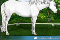 Horse Color:Palomino Pearl Sabino