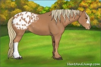 Horse Color:Chestnut Appaloosa