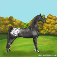 Horse Color:Smoky Black Appaloosa 
